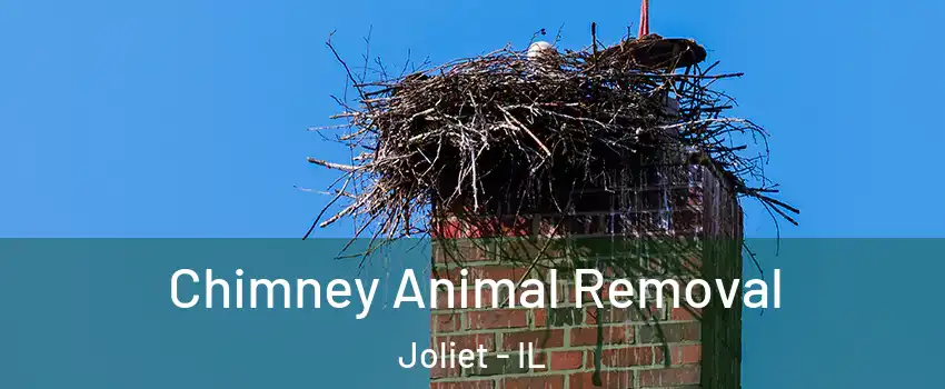 Chimney Animal Removal Joliet - IL